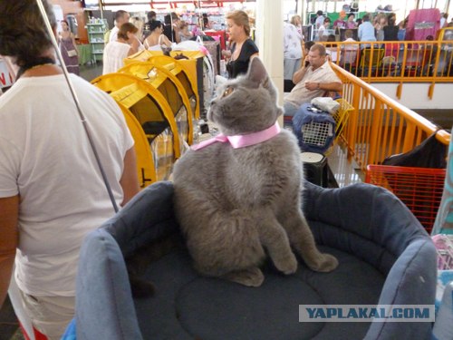 Сонный Котовторник