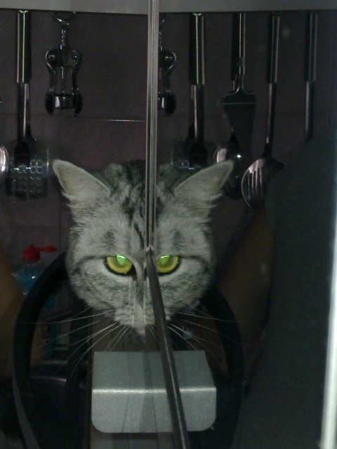 КОТОВТОРНИК (6.03.2012)