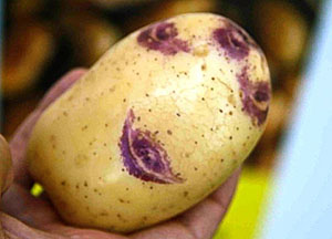 #ДРЯПнем! Кулинары поздравляют ЯП с ДР! Тушеная капуста с копчёными рёбрами.