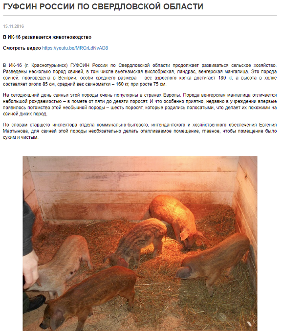 Хорошо сидим: заключенные рыбинской ИК-2 отбывают наказание с максимальным комфортом