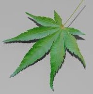 Суд Новгородской области оштрафовал женщину на 4 000 р. за пропаганду наркотиков из-за чехла с изображением конопли