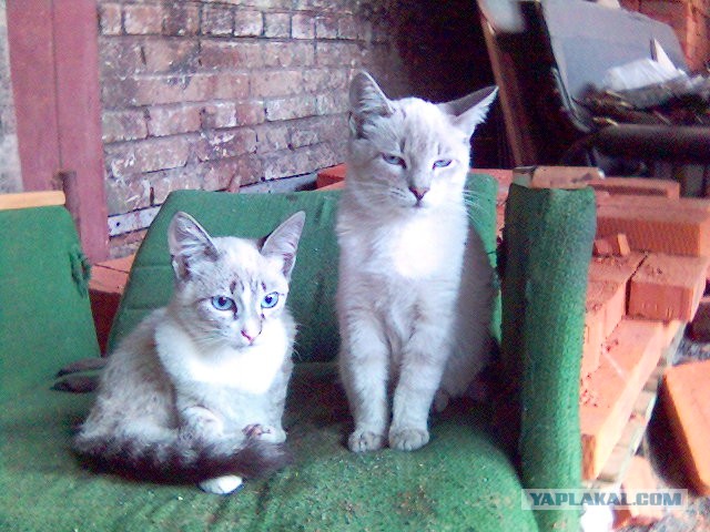 Заводские коты