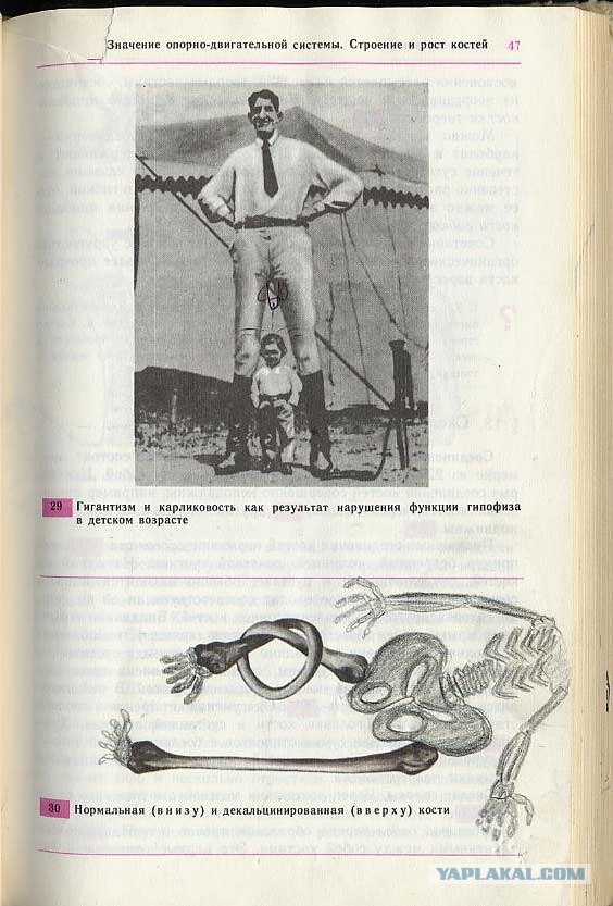 Разрисованные учебники (150 рисунков)