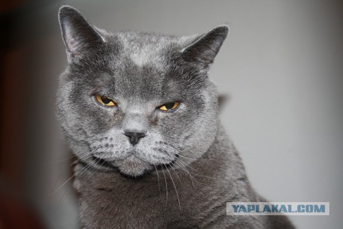 Котовторник 02.09.2014