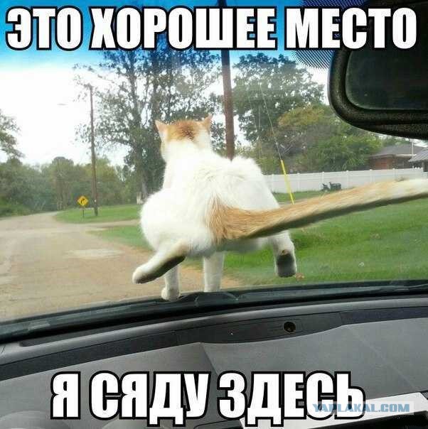 Кошачья логика