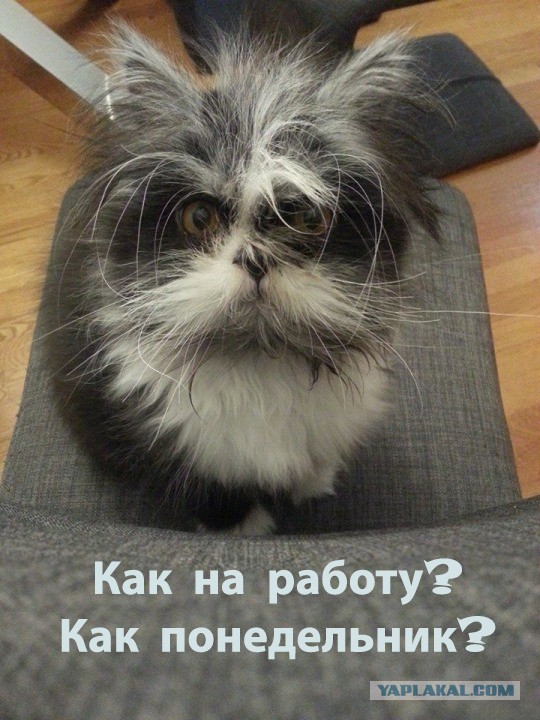 Если что, это кот Атчум