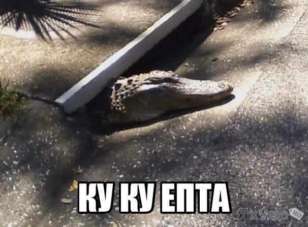 Вроде милота! А с другой стороны...