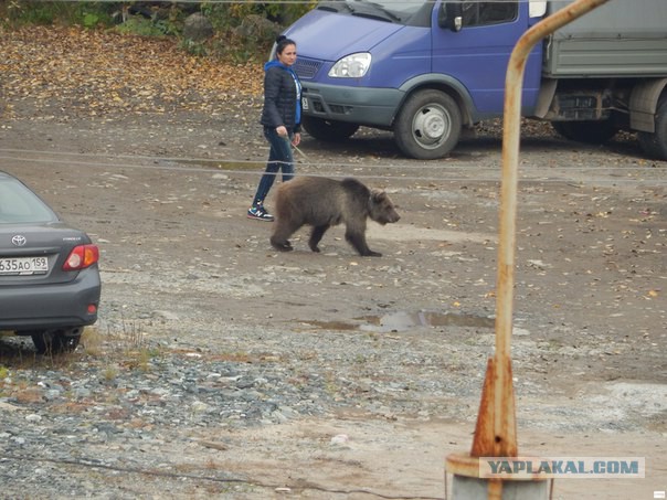 Выгул медведя во дворе в Перми