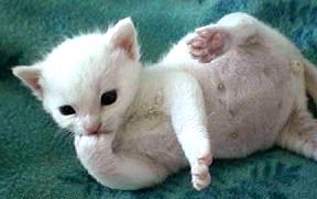 Коты, кошки, котята