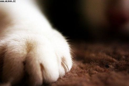 Коты, кошки, котята
