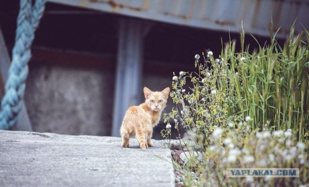 10 брутальных уличных котов
