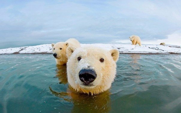 Самые смешные животные