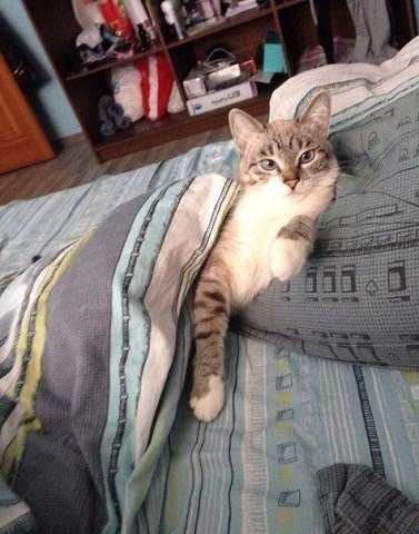 Коты из сети