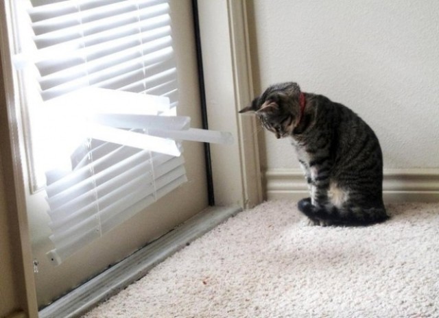 Коты и Кошки