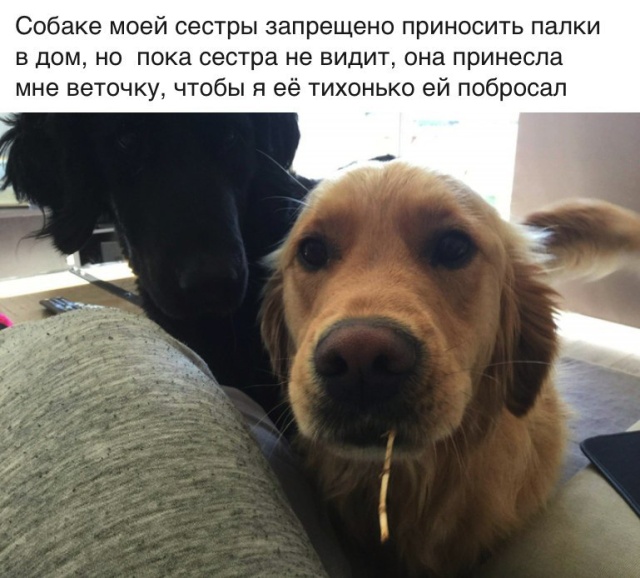 Милые животные. Мимиметр сломался