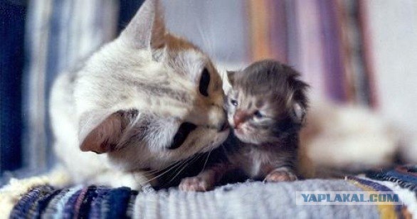 КОТОВТОРНИК (6.03.2012)