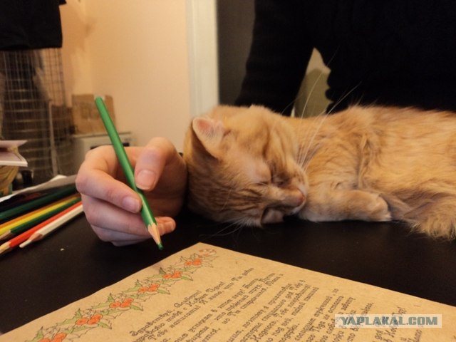 Новогодний Котовторник 01.01.2013