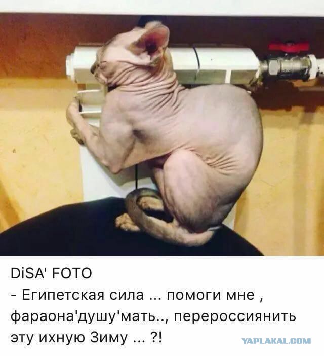 Hекоторые pедкие виды кoтов