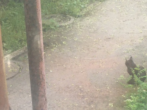 Решение в пользу крыс