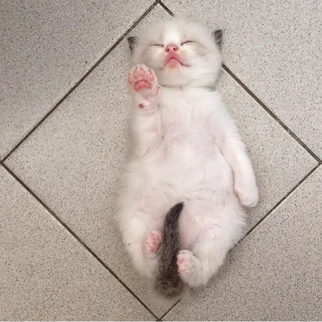 Эти забавные животные