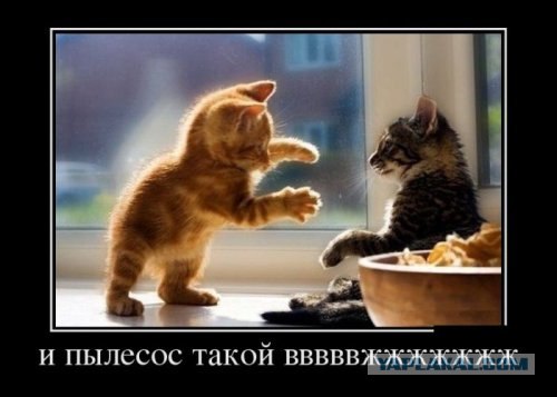 Фотожаба: Что с котэ?