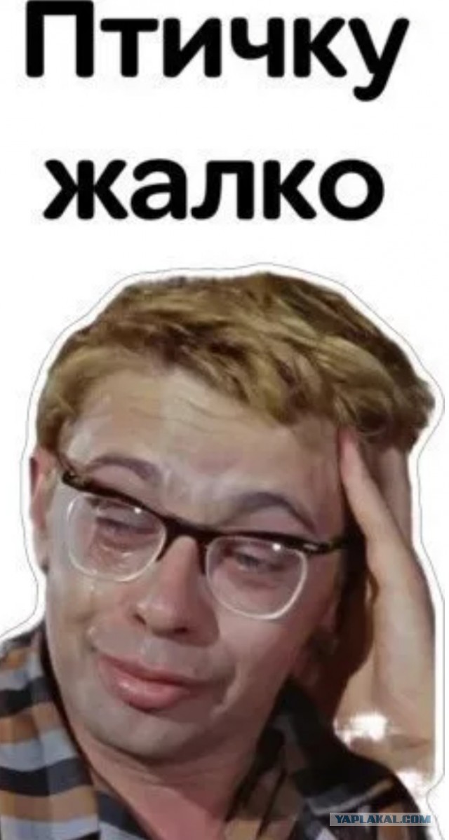 Птичку Жалко Картинка Смешная