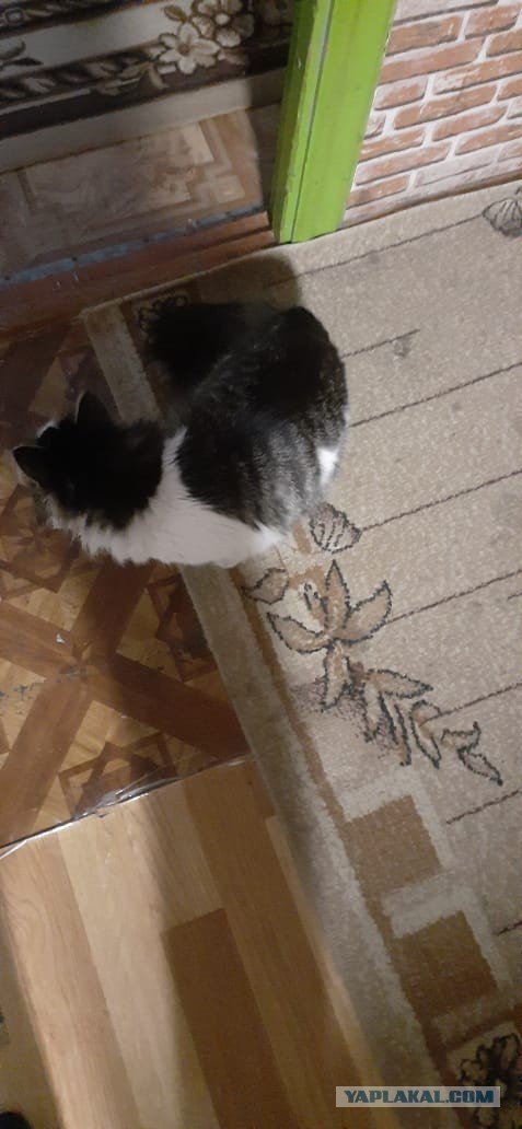 Котейка