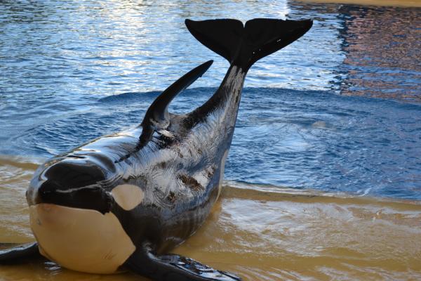 Хочу дачу на канарах!