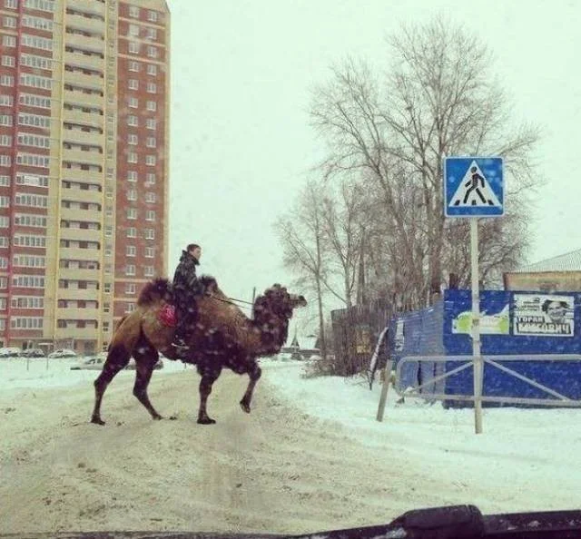 Небольшая коллекция фотокарточек, на которых творится какая-то дичь