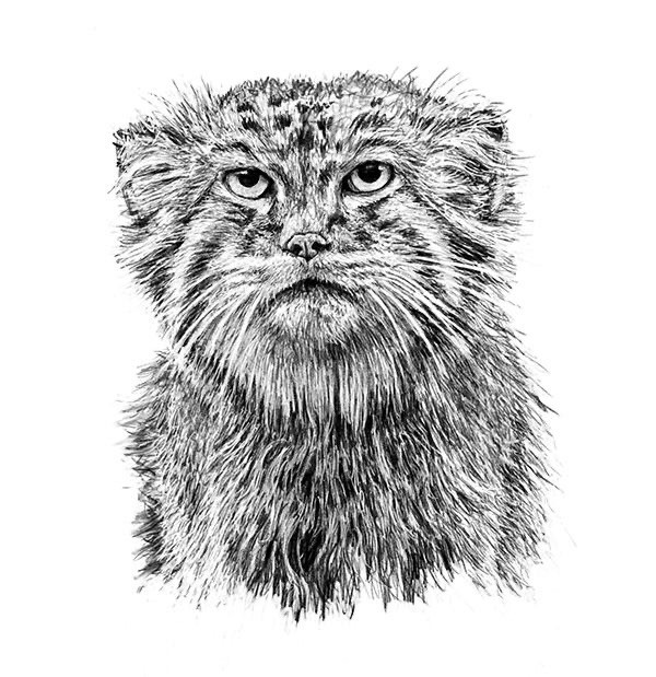 Манул