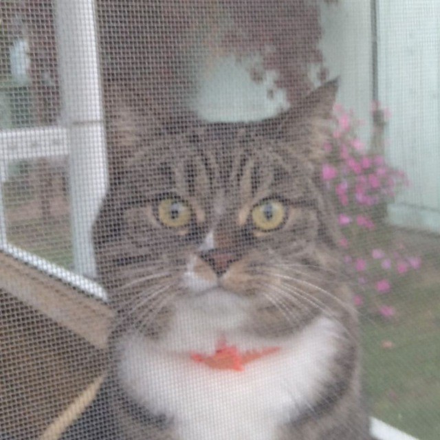 Моя жена не умеет фоткать кота