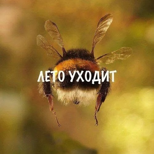 Веселое настроение в картинках 16.08.26