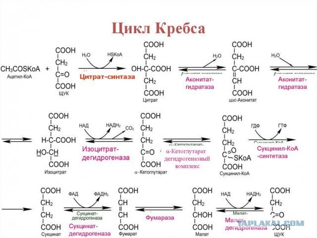 Как еда превращается в энергию: цикл Кребса без формул