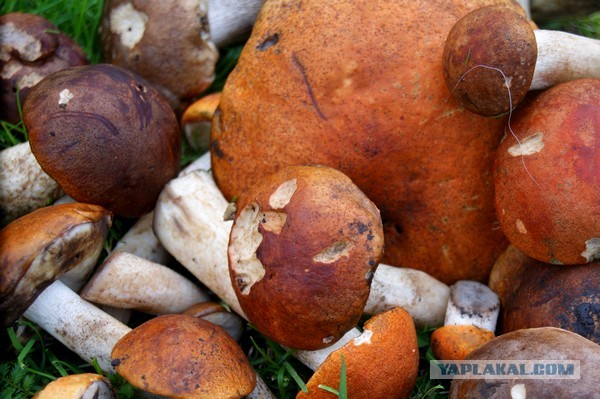 Ракушки фаршированные, Подосиновиками и курицей