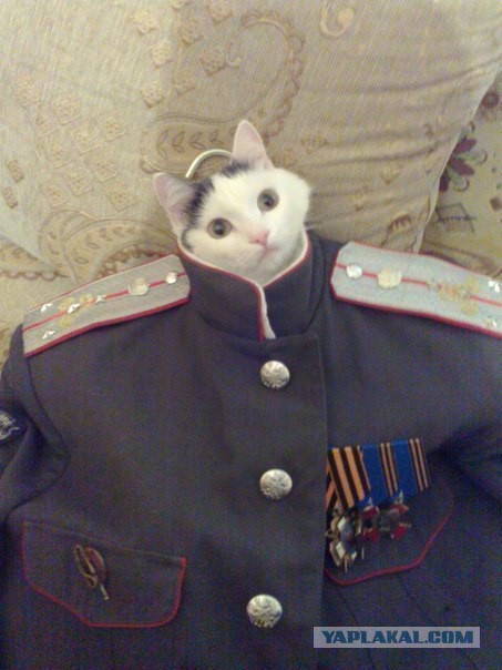 Вежливые. Русские. Твои.