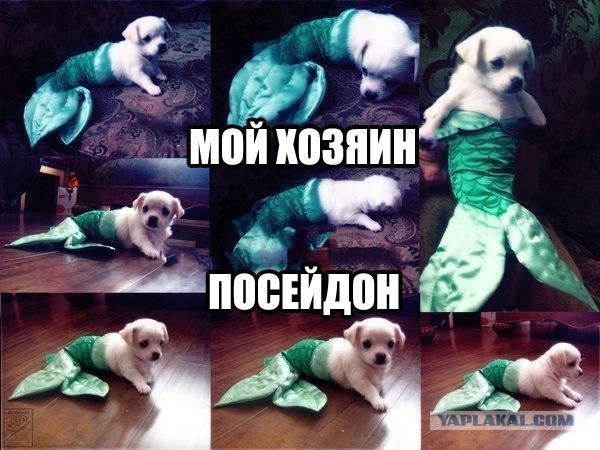 Мой хозяин - странная личность.
