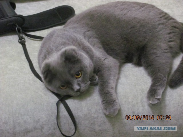 Котовторник 09.09.2014