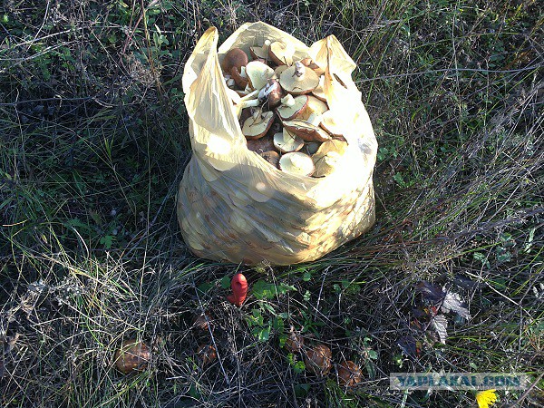 Хочу в Россию.