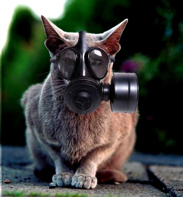 Почему мы пускаем газы