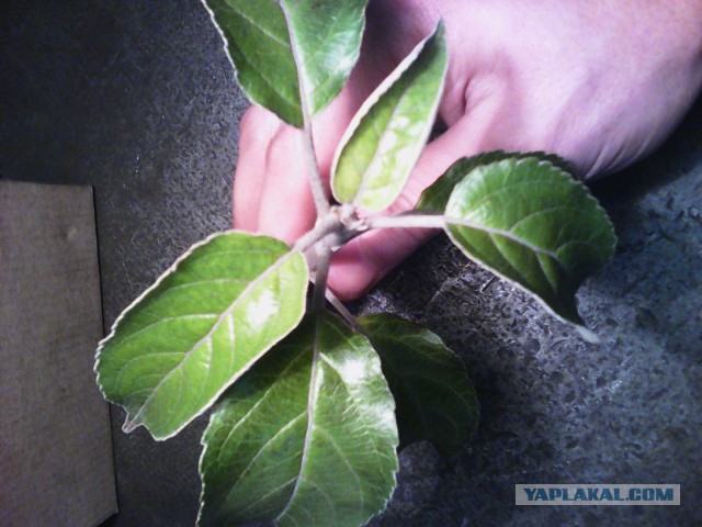 Вот такая нынче зима