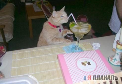Коты, кошки, котята