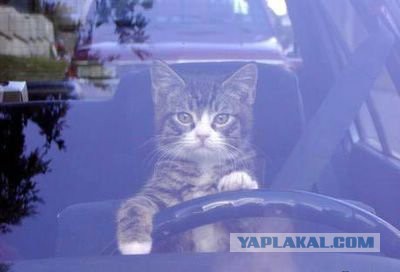 Эмма Уотсон сделает перерыв в кинокарьере, чтобы сфокусироваться на феминизме