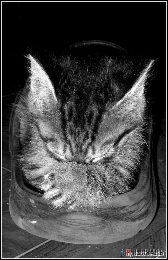 А вот и котовторник!