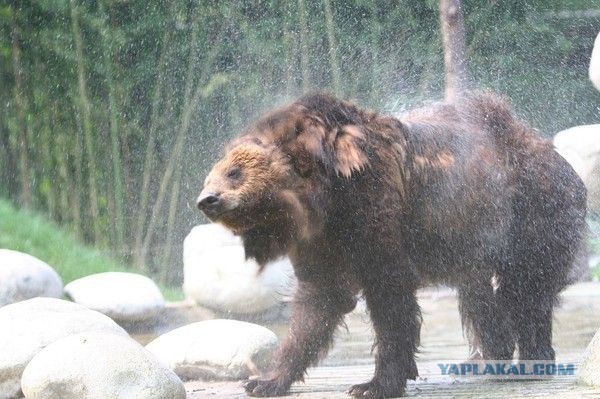 Спасение медведя Цезаря из китайской фермы по производству желчи