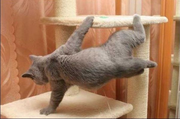 Коты из сети