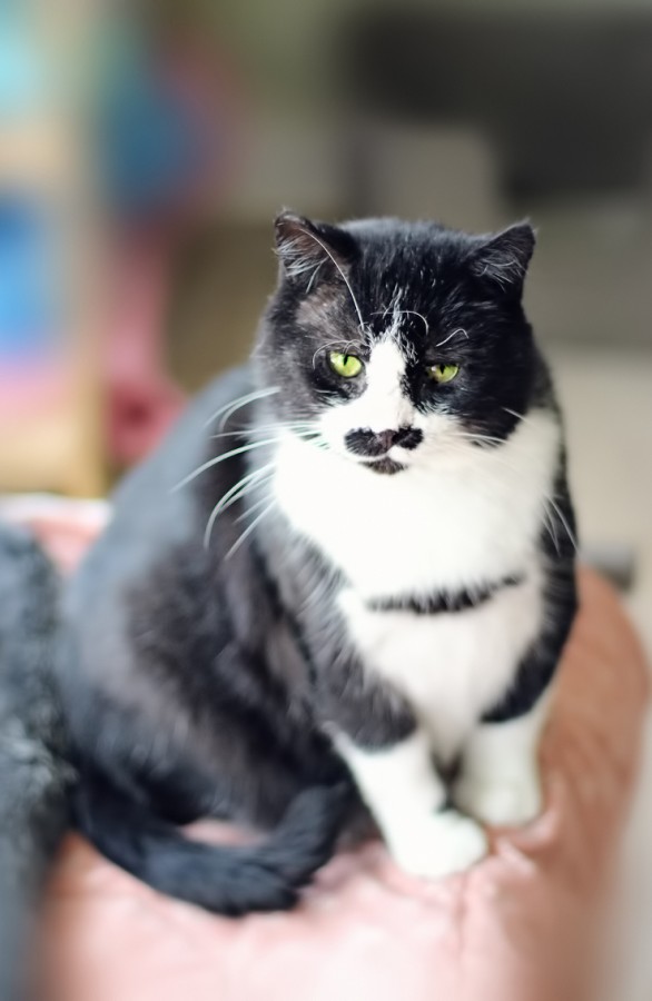 Коты и Кошки