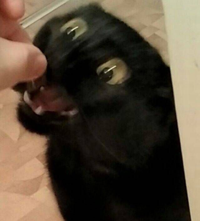 Коты и Кошки