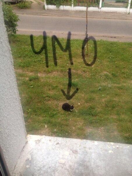 Кот без прикрас