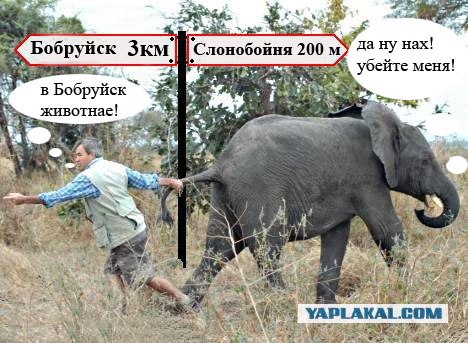 Как в Африке слона возили