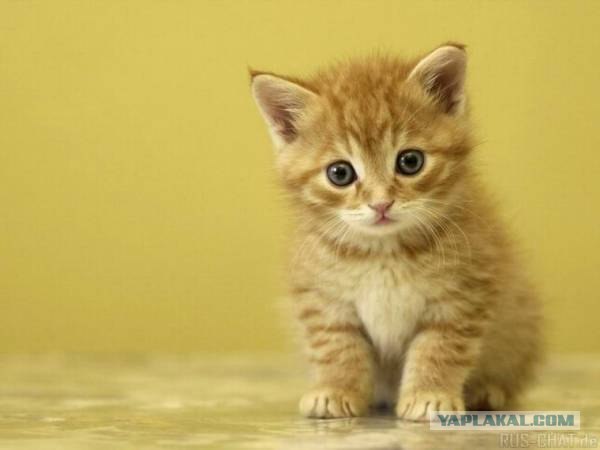 Котейкин вторник! Космический 12.04!